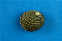 藏品(黑肋蜑螺)的圖片